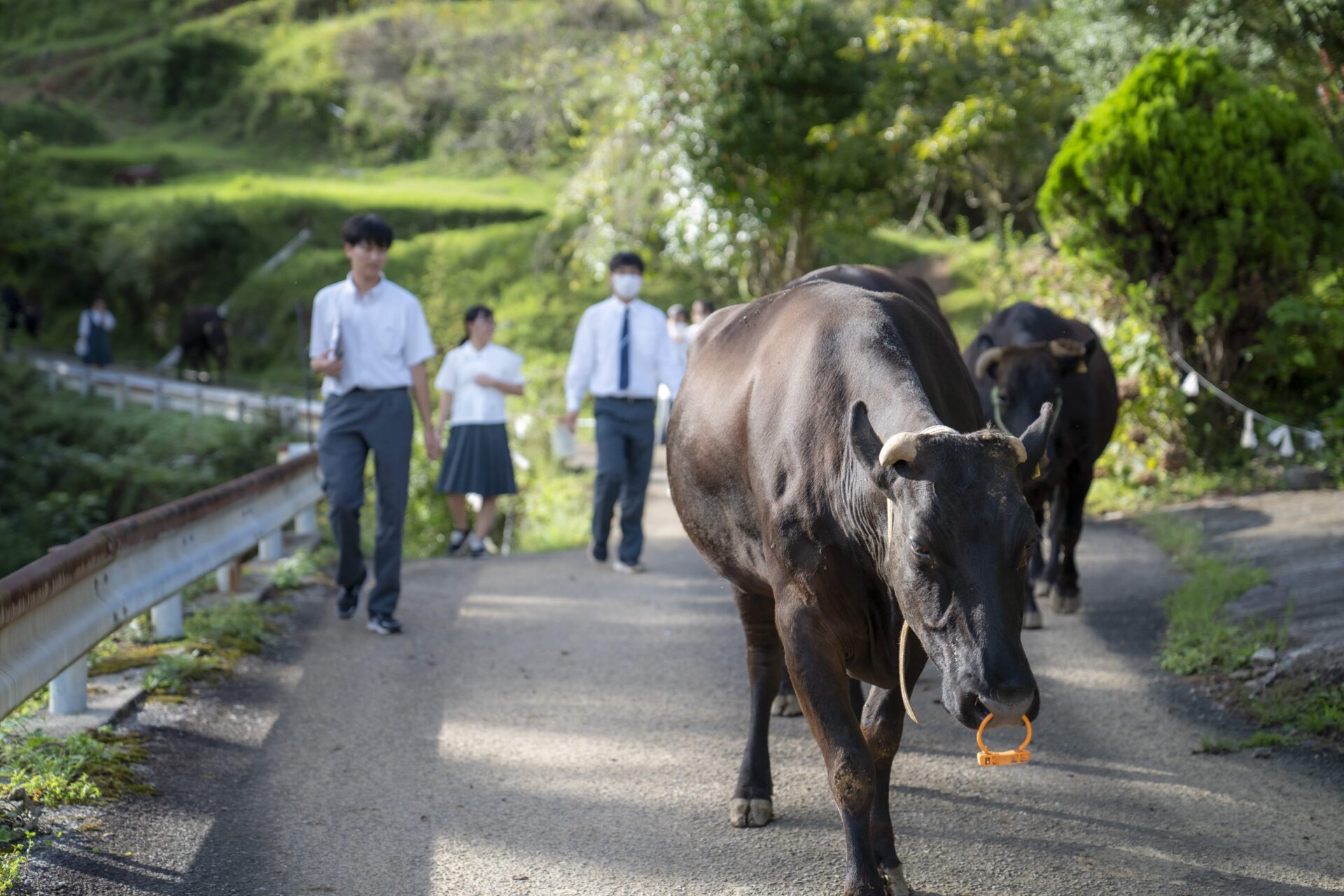 過疎だからこそ、耕作放棄地だからこそできること、山岳放牧に未来を見た